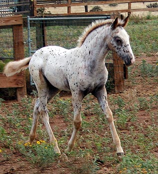 Tiger Horse Foals